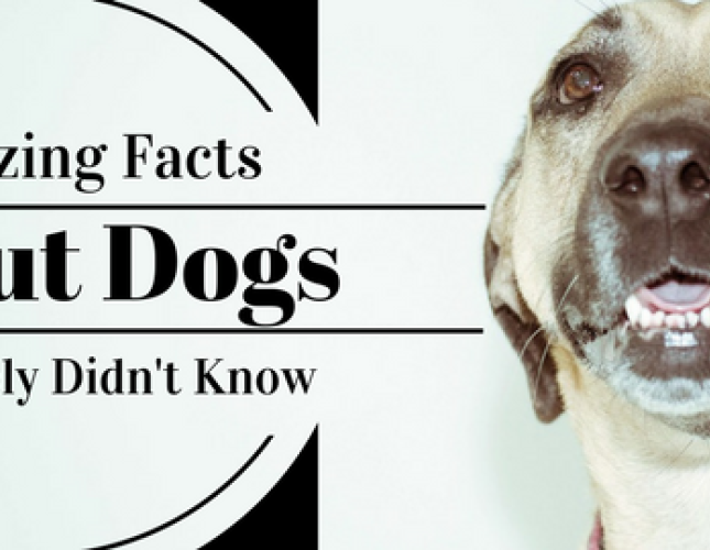 23 Amazing Facts About Dogs You Probably Didn&#039;t Know